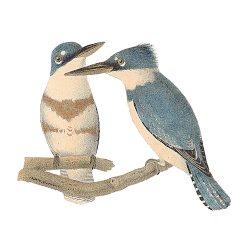 Random Bird Image